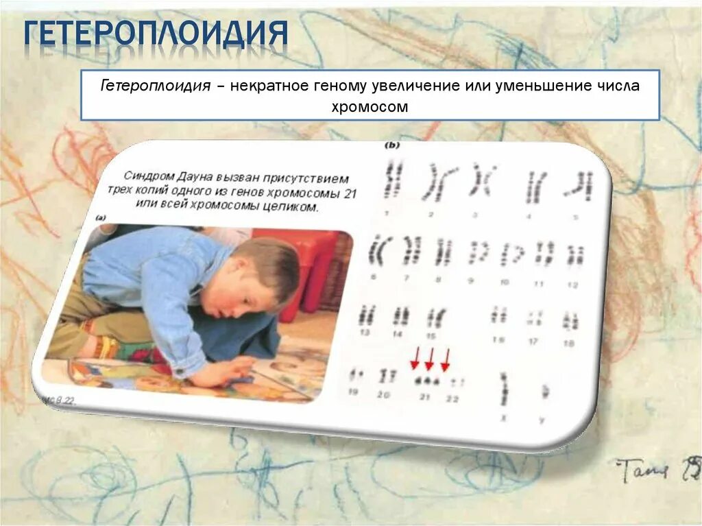 Некратное увеличение числа хромосом. Гетероплоидия. некратное увеличение или уменьшение числа хромосом называется. гетероплоидия у человека примеры. гетероплоидия причины.