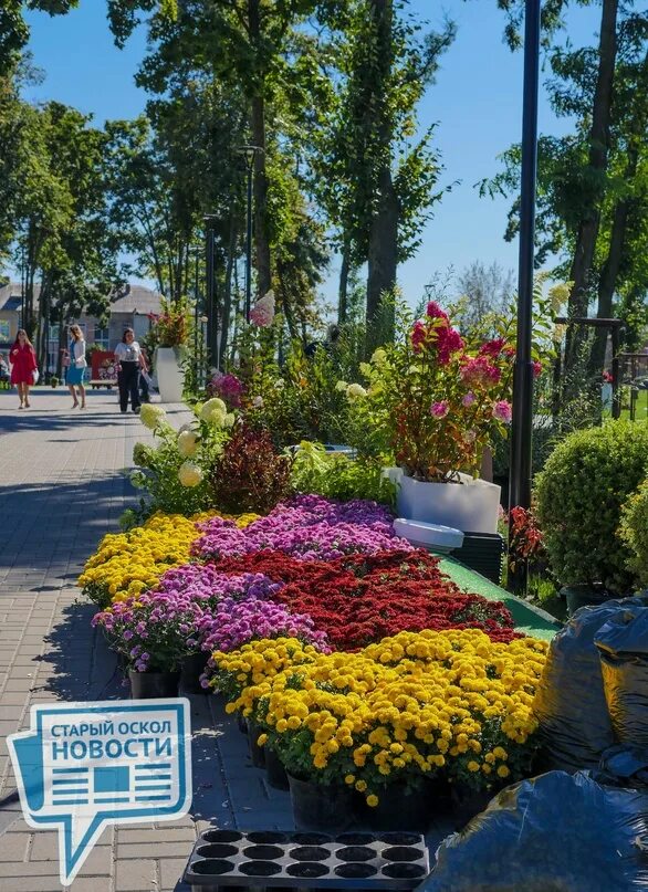 Старый оскол день города 2025 в сентябре. Старый оскол железнодорожный парк. жд парк старый оскол. старый оскол новости.