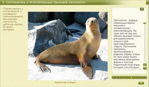 Характерные признаки ластоногих