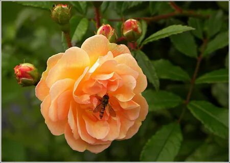 Rose blossom