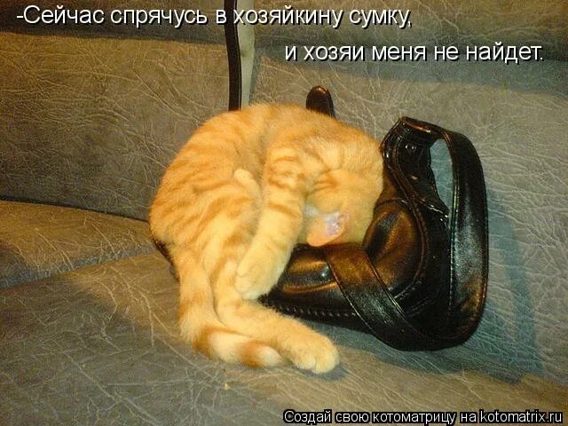 Кошкоматрица. Сейчас спрячусь. Сейчас спрячусь. Сейчас спрячусь. Сейчас как спрячусь не найдешь.