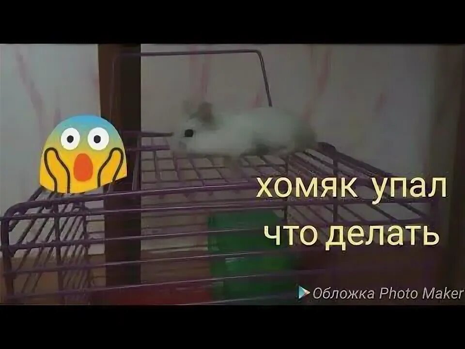 Хомяк упал с высоты. Хомяк лежит на спине. Хомяк падает. Хвост хомяка. Хомяк упал с высоты.