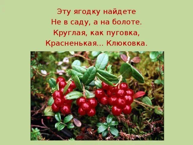 Загадка про клюкву. Легенда о бруснике. Загадка детская про клюкву на болоте. Клюковка загадка. Ягодку найду