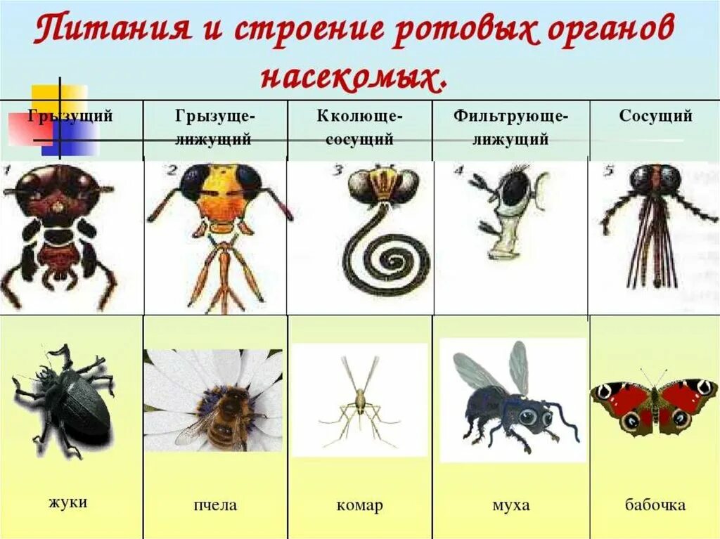 Тесты по биологии по насекомым. Общая характеристика насекомых. Представители класса насекомые. Особенности строения насекомых. Основные черты класса насекомые.