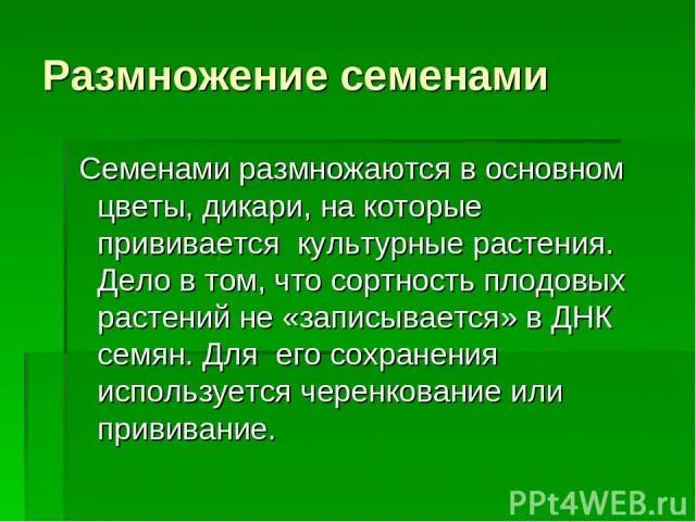 Семенами размножается растения имеющие. Растения которые размножаются семенами. Семенами размножаются растения имеющие. Семенное размножение растений. Не размножаются семенами.