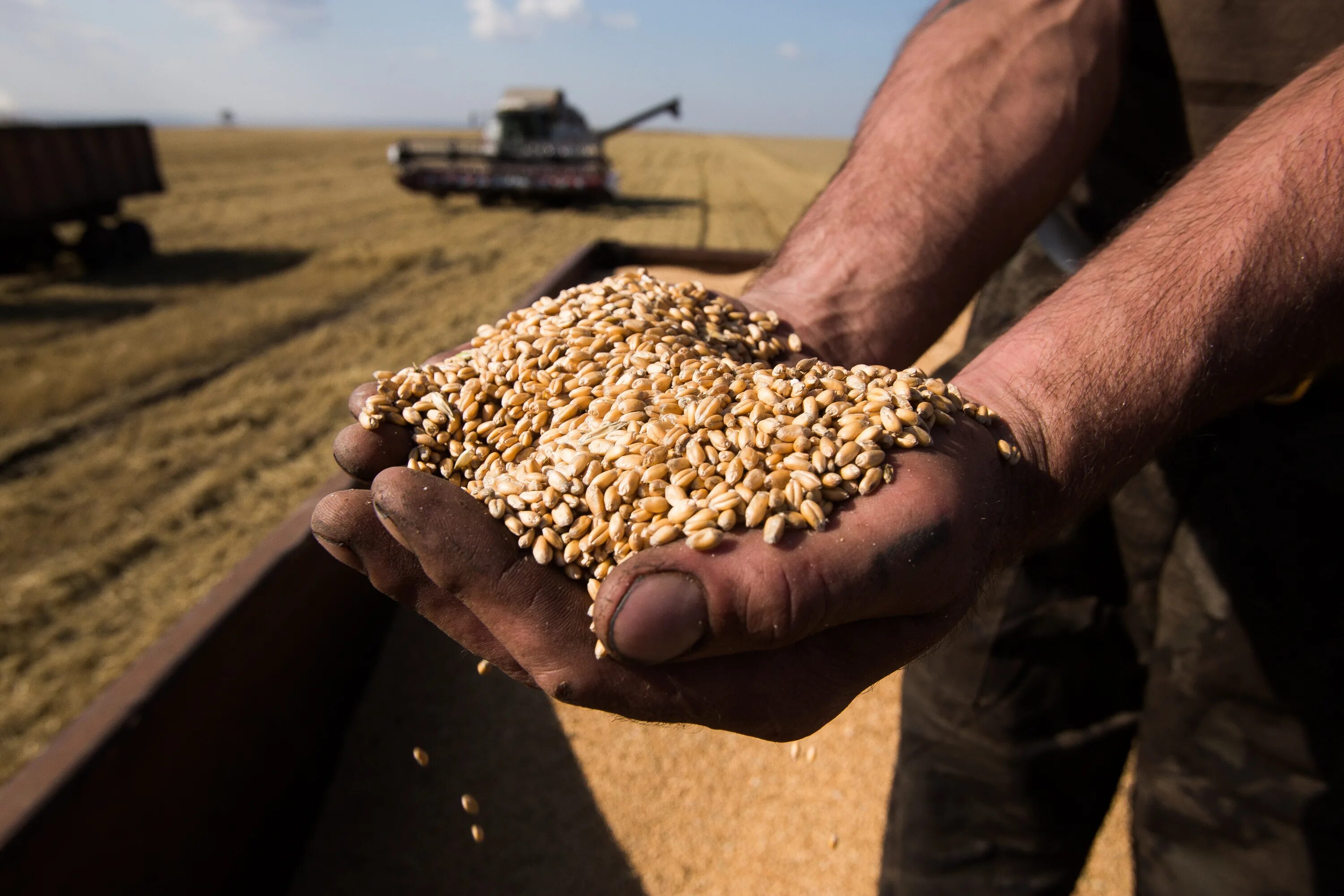 Производители зерна. Импорт зерна. Переработка зерна. Запасы зерна. Запасы зерна.