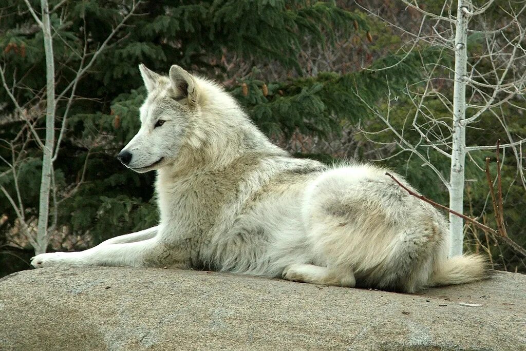 Самый главный волк. Макензийский Равнинный волк. Волк великих равнин. Волки великих равнин США. Canis Lupus nubilus.
