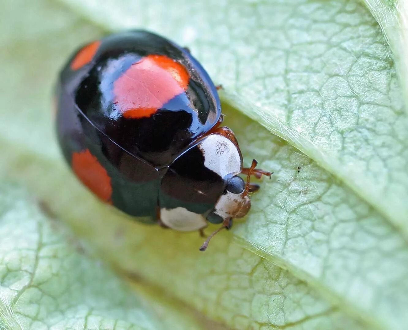 Божья коровка черные точки. Азиатская Божья коровка (Harmonia axyridis). Божья коровка Harmonia. Черная Божья коровка Арлекин. Божья коровка-Арлекин Harmonia axyridis.