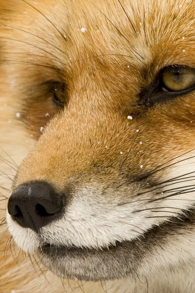 лисий нос животное. лисий нос лиса. лисий нос лиса. нос лисы. нос лисы.