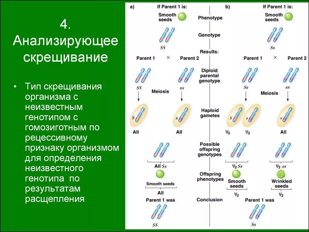 Типы скрещивания. Типы скрещивание генетика. Виды скрещивания в генетике. Классификация видов скрещивания.