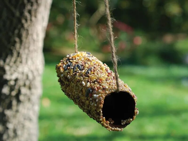 Эко кормушки съедобные кормушки для птиц. Зерновые кормушки для птиц своими. Оригинальные кормушки для птиц. Мастер класс эко кормушка. Мастер класс эко кормушка.