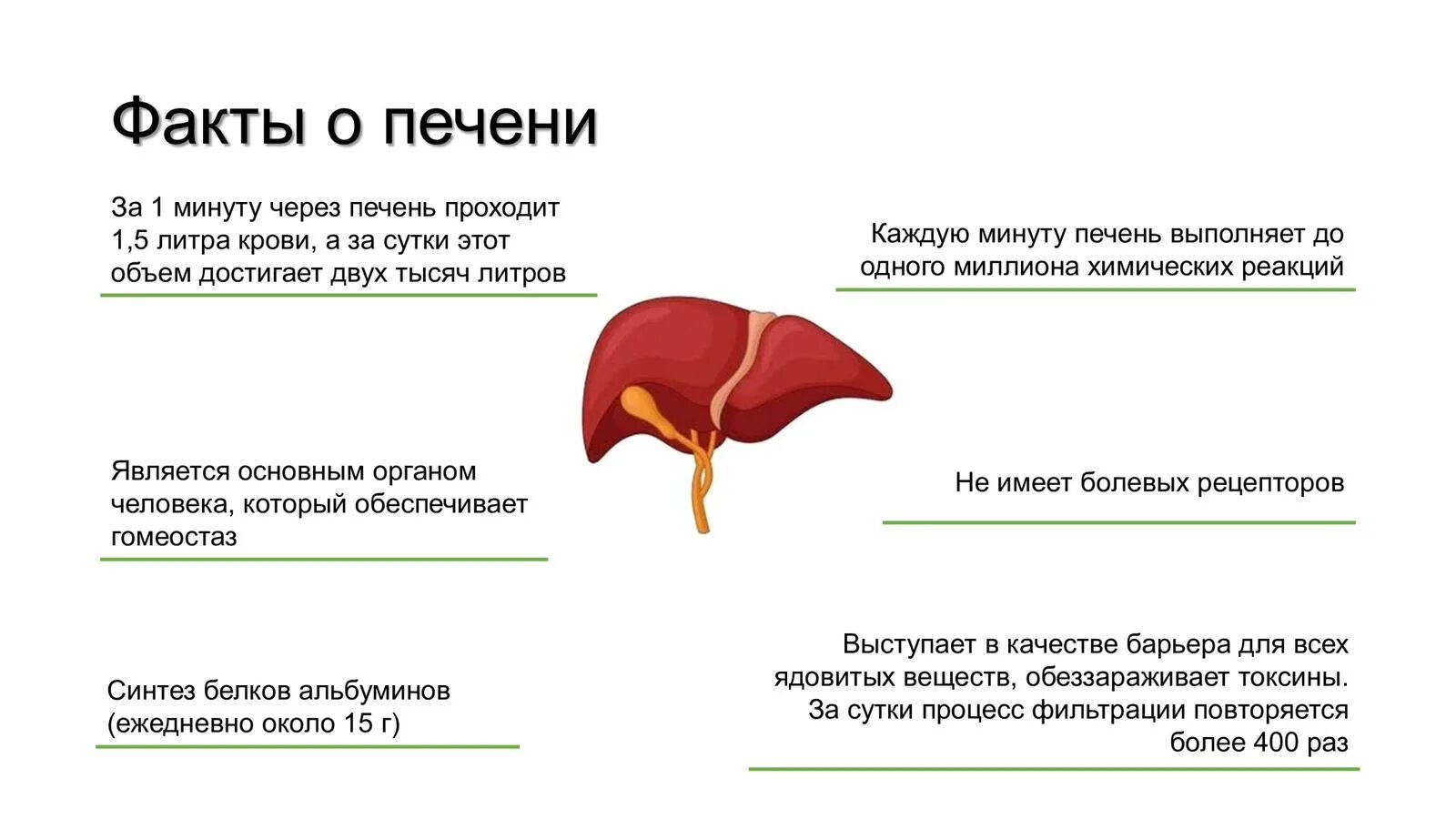 Крови печень как определить. Памятка по циррозу печени.