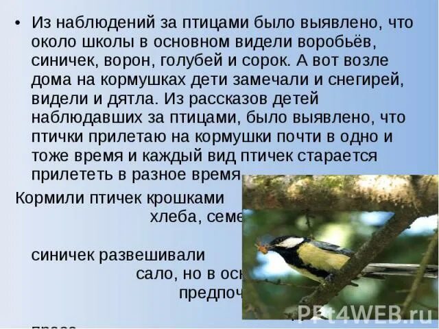 Наблюдение за птицами. Воробьи наблюдение за птицами. Птицы около школы. Место для наблюдения за птицами. Основная мысль текста каждый знает воробья ворону