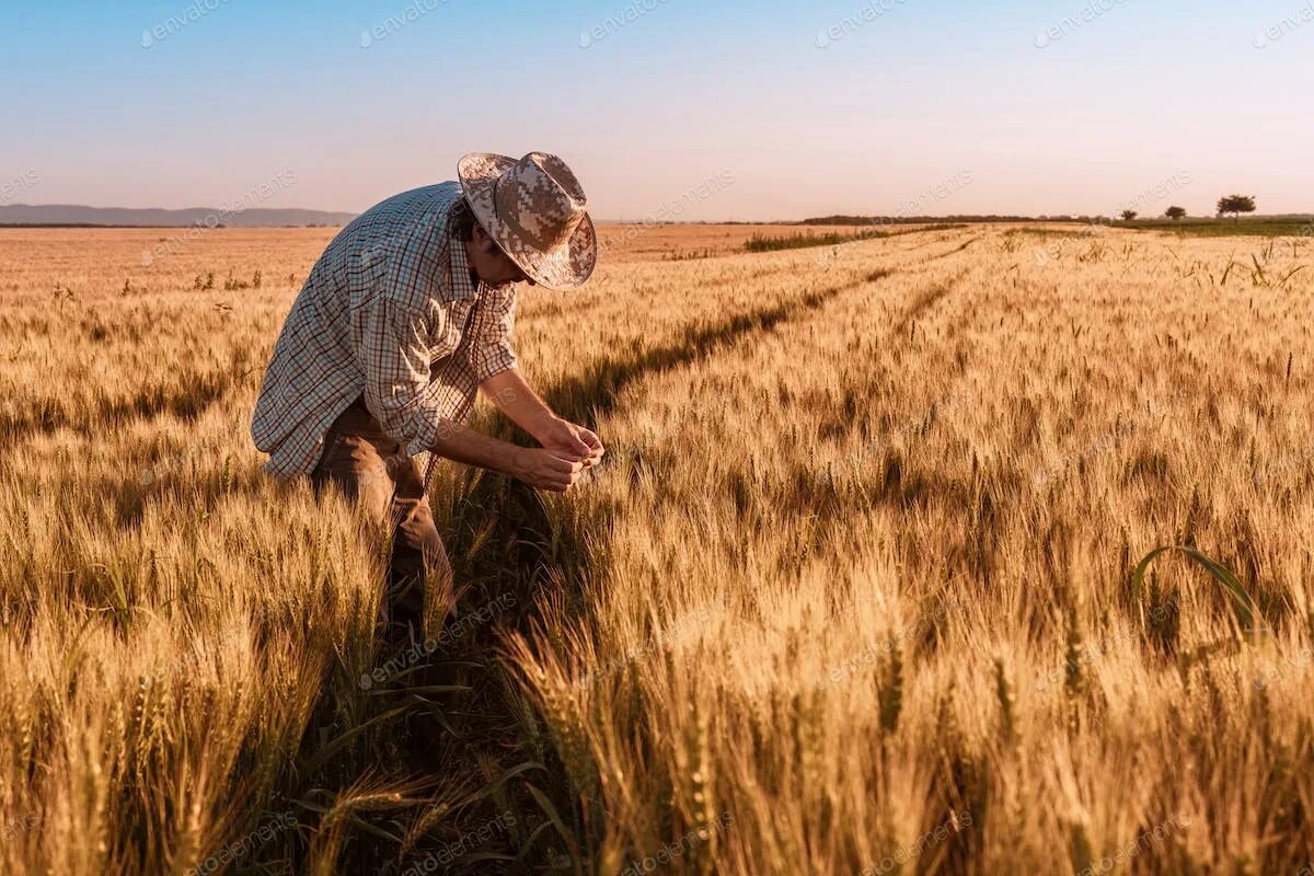 Оао агроном динской район. Farmer with businessmen. Сельское хозяйство агроном. Ученый в пшеничном поле. Каждый в поле агроном сканворд.
