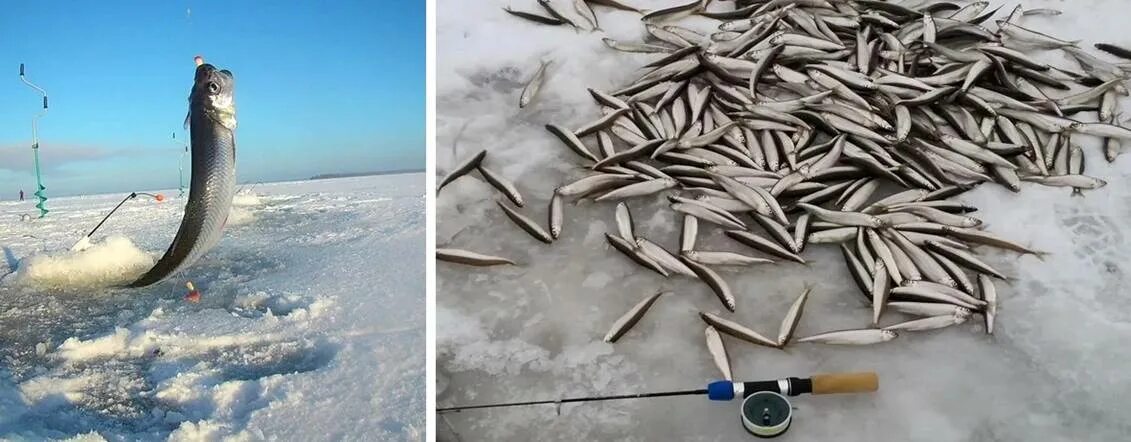 топили рыбой