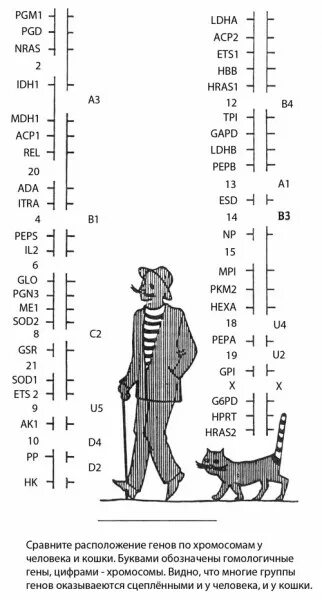 Кот и гены. Геном кошки. Светящиеся в темноте коты генная инженерия. Черепаховая кошка генотип. Хромосомы у котов.