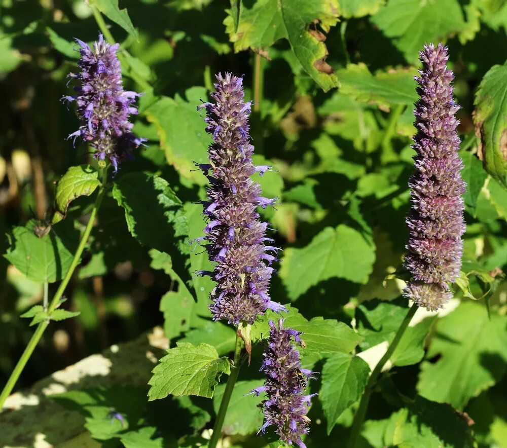 Многоколосник. Agastache rugosa. Лофант анисовый. Лофант тибетский (мята корейская). Многоколосник морщинистый.