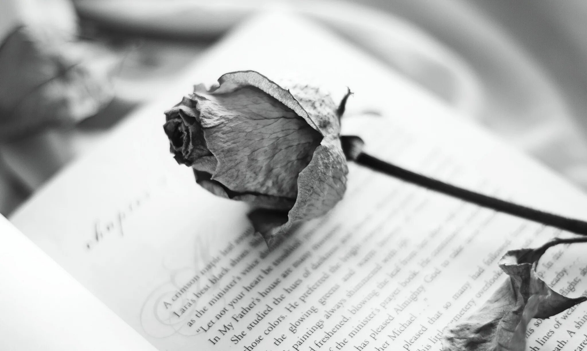 Сухие розы. Увядший цветок. Торт букет роз. Розы в газете помятой. Розы в газете помятой.