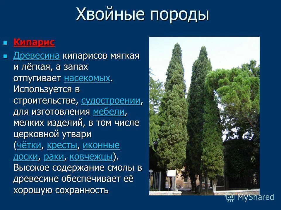 Кипарис дерево. Хвойные древесные породы. Кипарис информация. Хвойные деревья Кипарис.