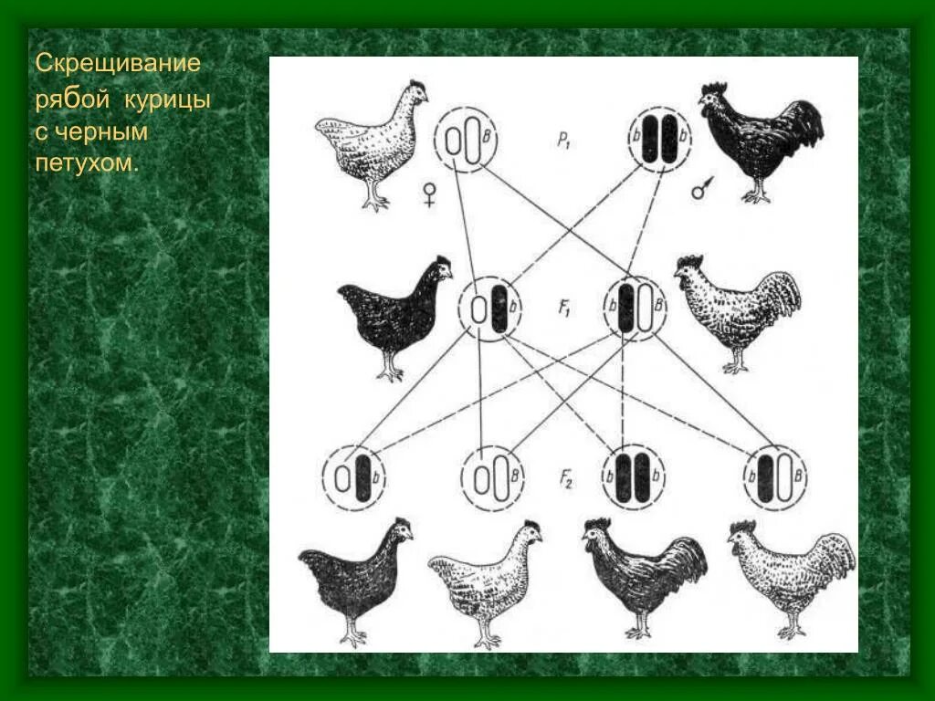 При скрещивание курицы с листовидным. Схема скрещивания кур. Набор хромосом у курицы. Половые хромосомы кур. Скрещивание птиц.