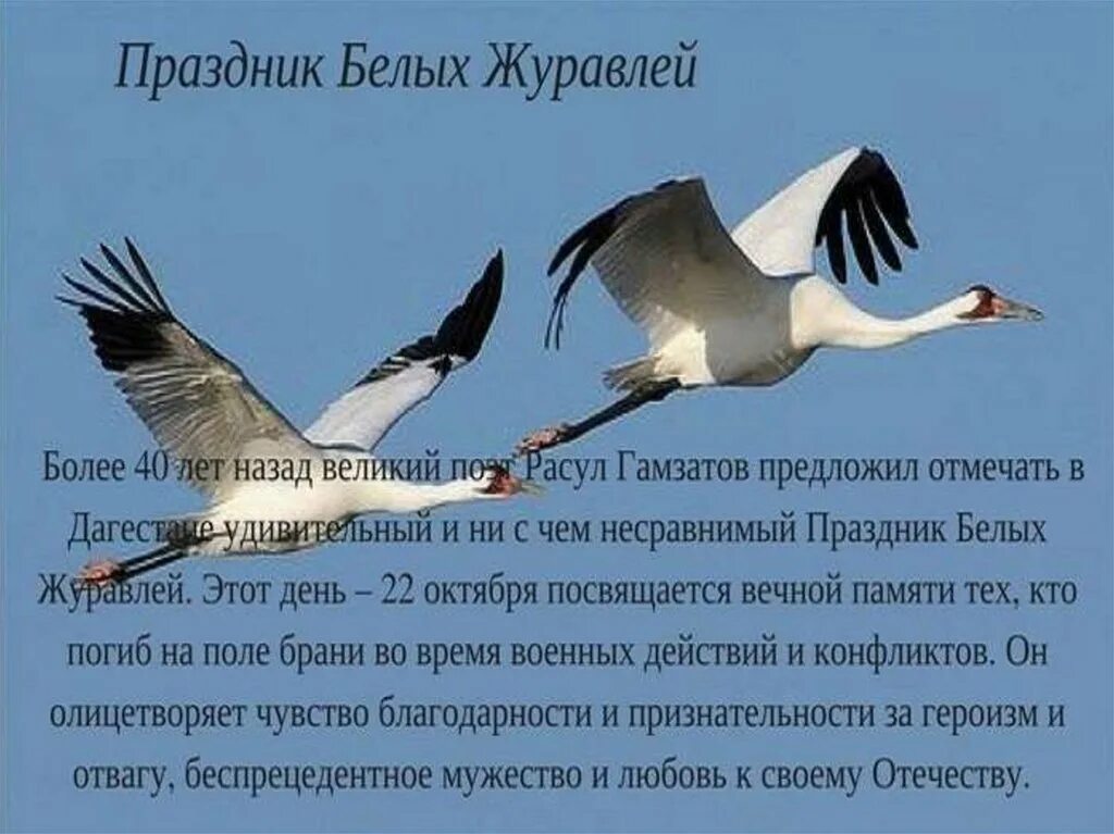 Журавль символ чего в россии. Праздник белых журавлей. Белый журавль. Красивые стихи про журавлей. 22 Октября праздник белых журавлей.