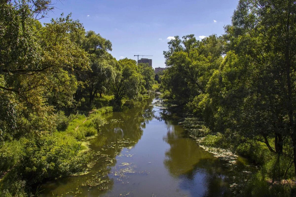 растения и животные реки нара. река нера. растения и животные реки нара. природа наро фоминска московской области. растения и животные реки нара.