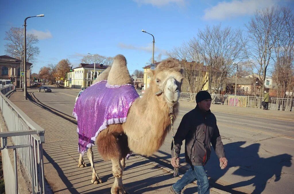 парк победы ставрополь, зверинец. верблюд в черемушках. в городе ставрополь верблюд. в городе ставрополь верблюд. рождественская ярмарка и верблюд.