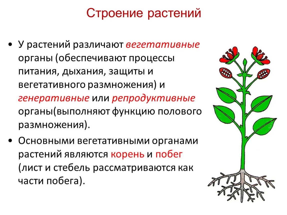 Генеративное питание. Особенности строения органов размножения растений. Вегетативное и генеративное размножение. Строение вегетативных органов растений. Вегетативное и генеративное размножение растений.