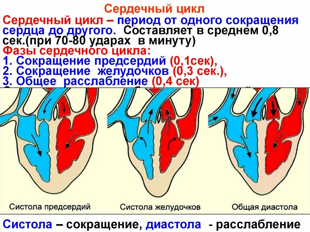 Фаза систолы предсердий клапаны. Сокращение систола предсердий Длительность фазы. Фазы сердечного цикла предсердий. Фазы сердечного цикла Длительность фазы направление движения крови. Расслабление предсердий и желудочков