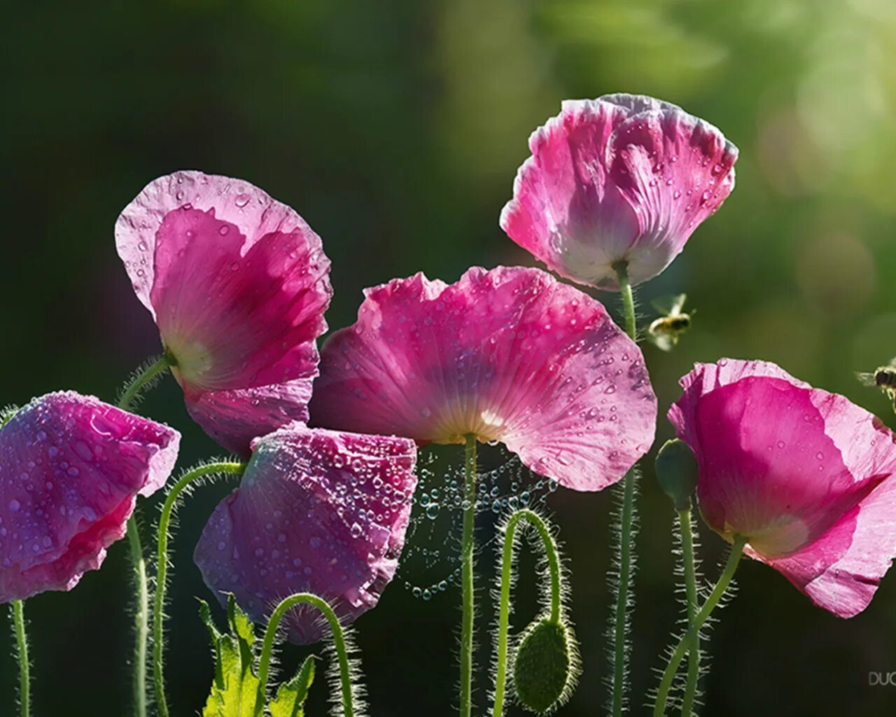 Мак снотворный фиолетовый. Мак Papaver розовый. Мак махровый сиреневый. Мак снотворный махровый. Розовый мак 2