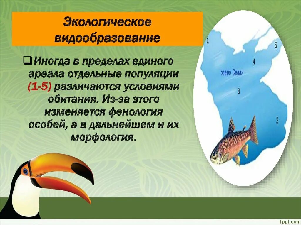 Видообразование презентация 9. Видообразование биология 11 класс. Способы видообразования биология 11 класс. Географическое и экологическое видообразование. Видообразование в пределах одного ареала.