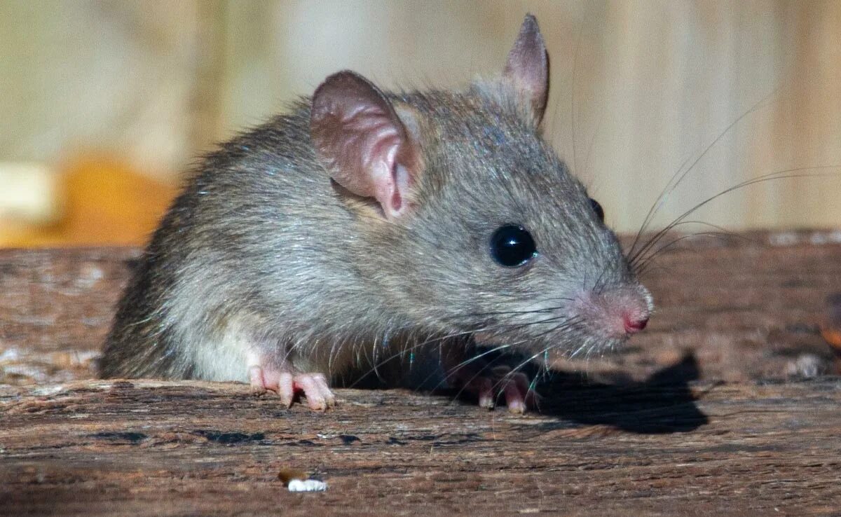 Звуки писк мышей слушать. Пищание мышки. Звук мыши. Мышка пищит. Писк мышей звук.