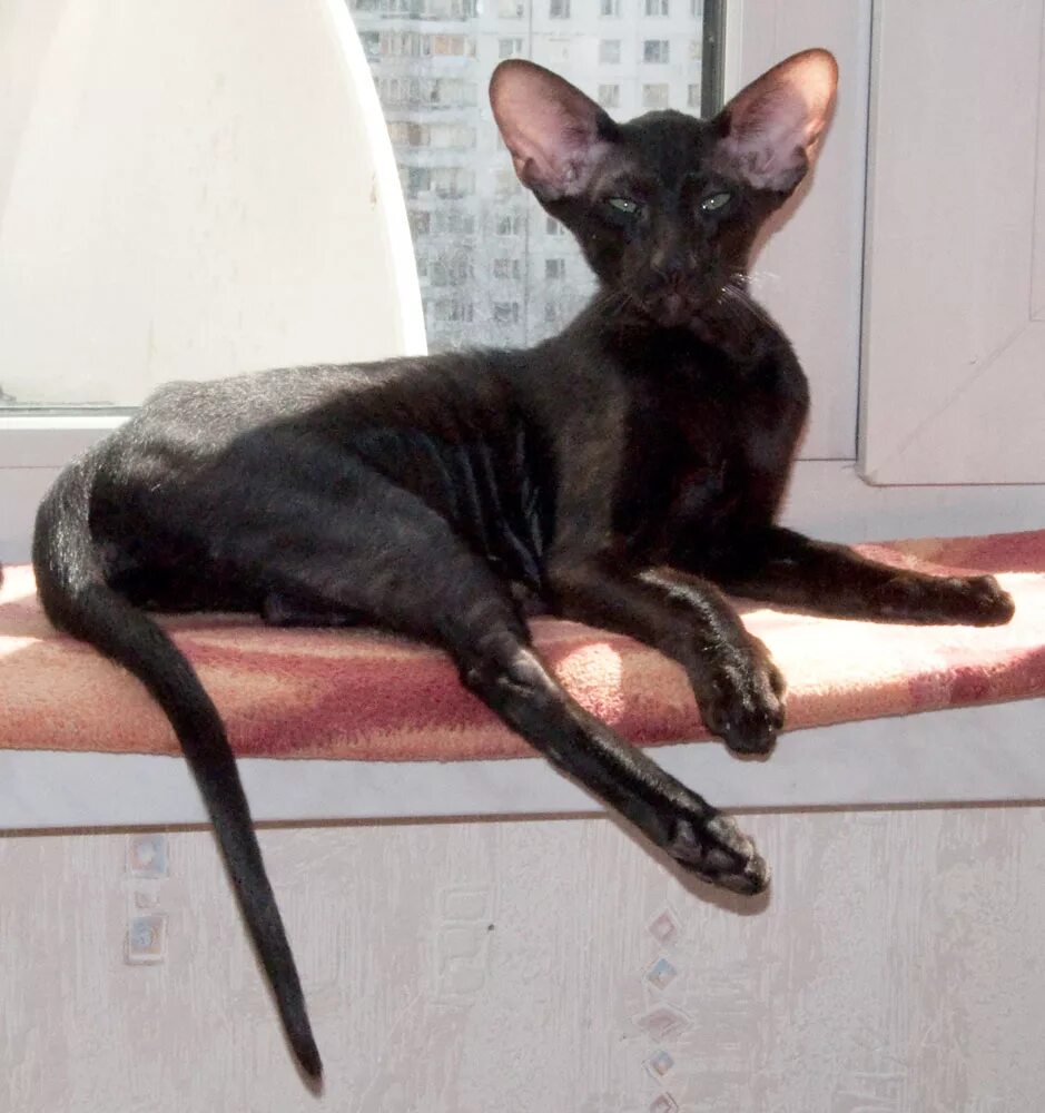 ориентал кошка экстремал. вислоухий ориентальный кот. ориентальная кошка белая экстремал. ориентальная кошка экстремального типа. кот ориентал вислоухий.