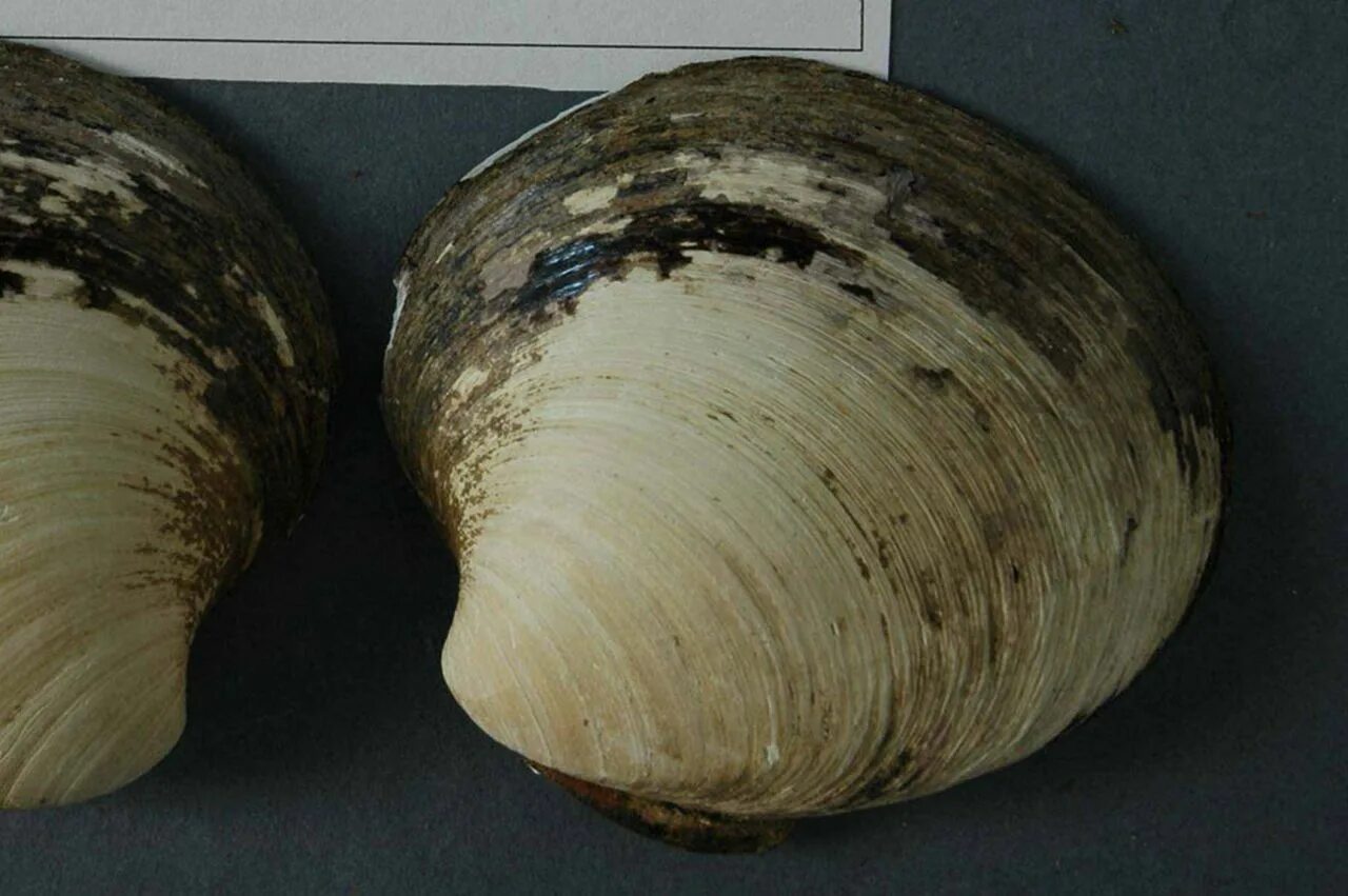 Clam перевод. Clams перевод с английского. luh clam переводчик. clam up.
