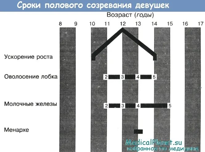 Половое созревание юношей и девушек. Стадии полового развития девочек. Задержка полового созревания. Задержка полового созревания у юношей. Стадии полового созревания девочек.