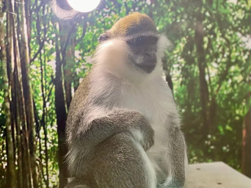 планета обезьян 1995. страна обезьян. страна обезьян. страна обезьян. страна обезьян.