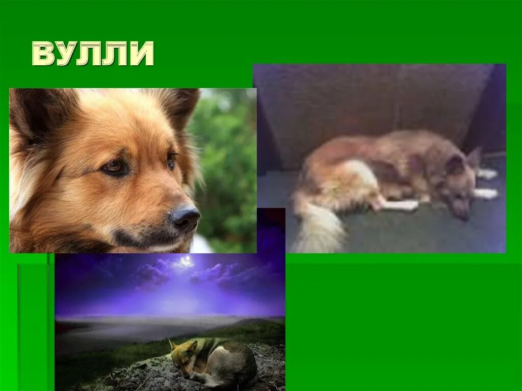 Эрнест сетон-томпсон иллюстрации. Эрнест томпсон лобо. Книги эрнеста сетон томпсона. Сетон томпсон виннипегский волк. 5.