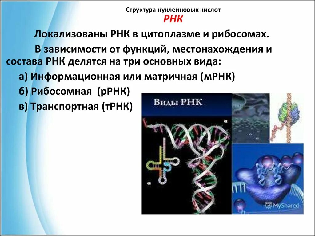 Нуклеиновые кислоты РНК. Строение нуклеиновых кислот. Нуклеиновые кислоты презентация. Локализация нуклеиновых кислот.