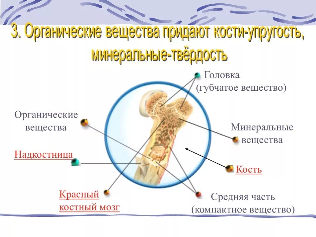 Вещества придающие твердость кости. Органические вещества кости. Упругость кости придает органическое вещество. Органические вещества придают кости. Органические и Минеральные вещества кости.