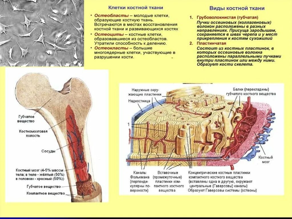 Кости скелета образует костная ткань. Пластинчатая костная ткань остеобласты. Строение костной ткани остеобласты. Костные пластинки грубоволокнистой костной ткани.