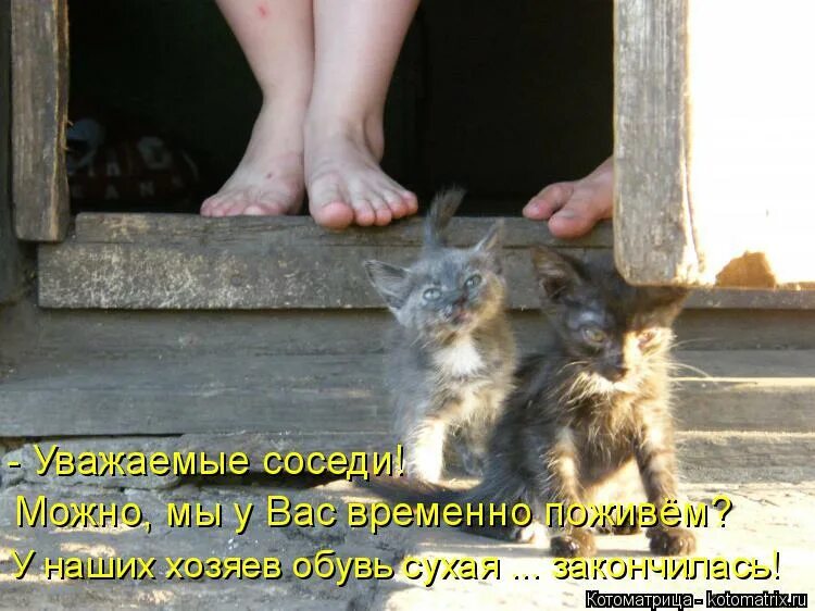 Васька упал. Юмор васька хорошо не ядовитый. васька. хорошо что васенька не летает. беспардонно юмор.