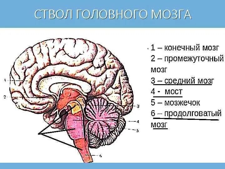 Ствол головного мозга вид сверху. Зоны ствола головного мозга. Ствол головного мозга строение и функции. Ствол головного мозга тест. В ствол головного мозга входят отделы