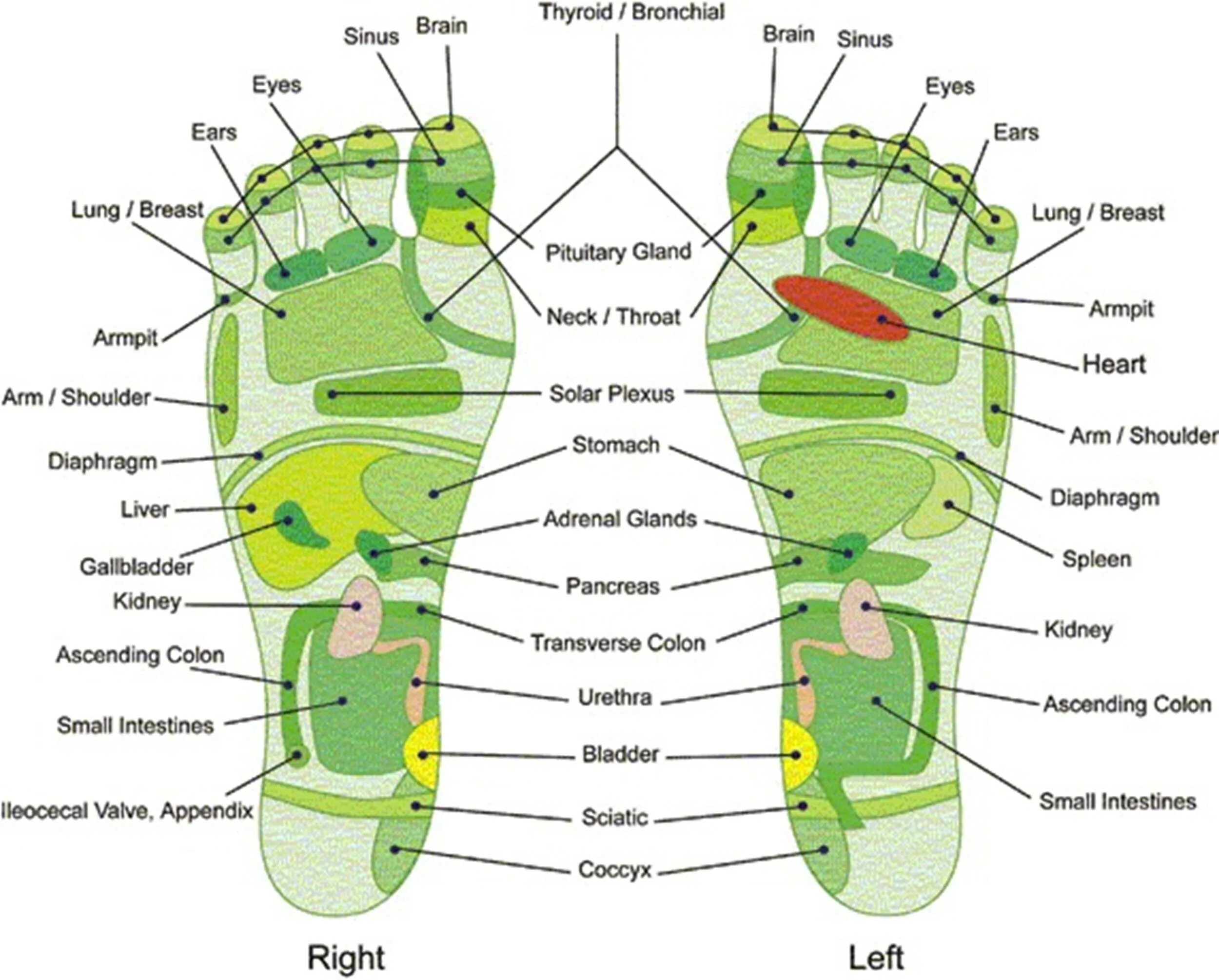 Reflexology Рефлексология. Foot Reflexology Chart. Рефлексология стопы ног. Foot Reflexology Map. Фут карта