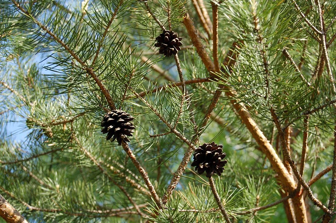 Сосны обыкновенной (Pinus Silvestris l.) сем. Сосновых (Pinaceae).. Pinus Sylvestris шишка. Сосна обыкновенная Куршской косы. Сосна жёсткая. Сосновые порядок хвойные