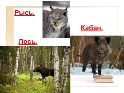 Рысь лось