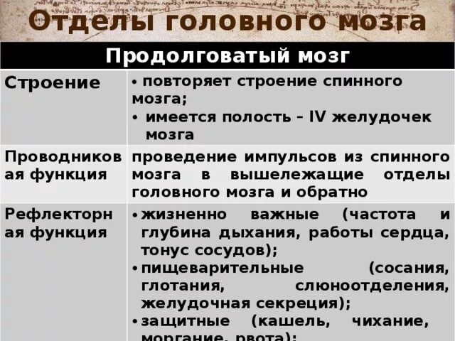 МРТ головы и головного мозга у животных. Подробно о процедуре