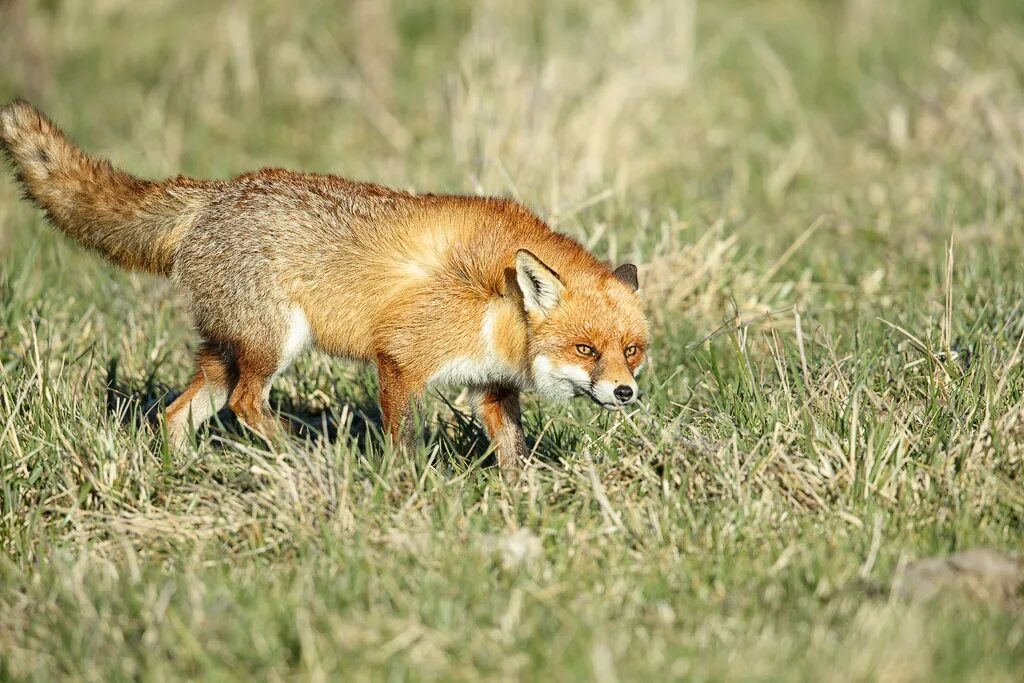 Red fox 2. Лисица Австралии. Лисица обыкновенная Гриффита. Лисица обыкновенная в Австралии. Лисица в тундре.