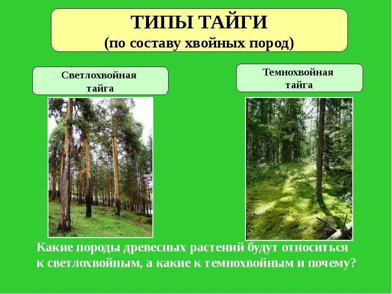 Какая характеристика в тайге. Типы тайги. Типы тайги в России. Виды лесов Тайга. Таежные виды.