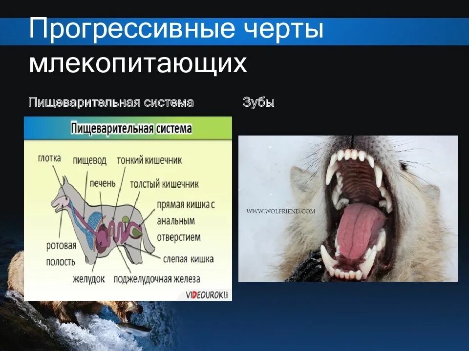Выберите группу млекопитающих. Черты млекопитающих. зубы млекопитающих. прогрессивные черты организации млекопитающих. прогрессирующие черты млекопитающих.