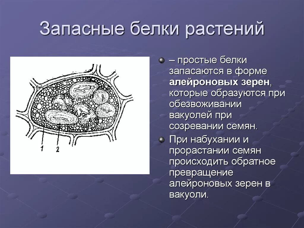 Растительная клетка запасает. Алейроновые зерна в клетках растений. Крахмальные и алейроновые зерна. Простые алейроновые зерна. Запасные белки.